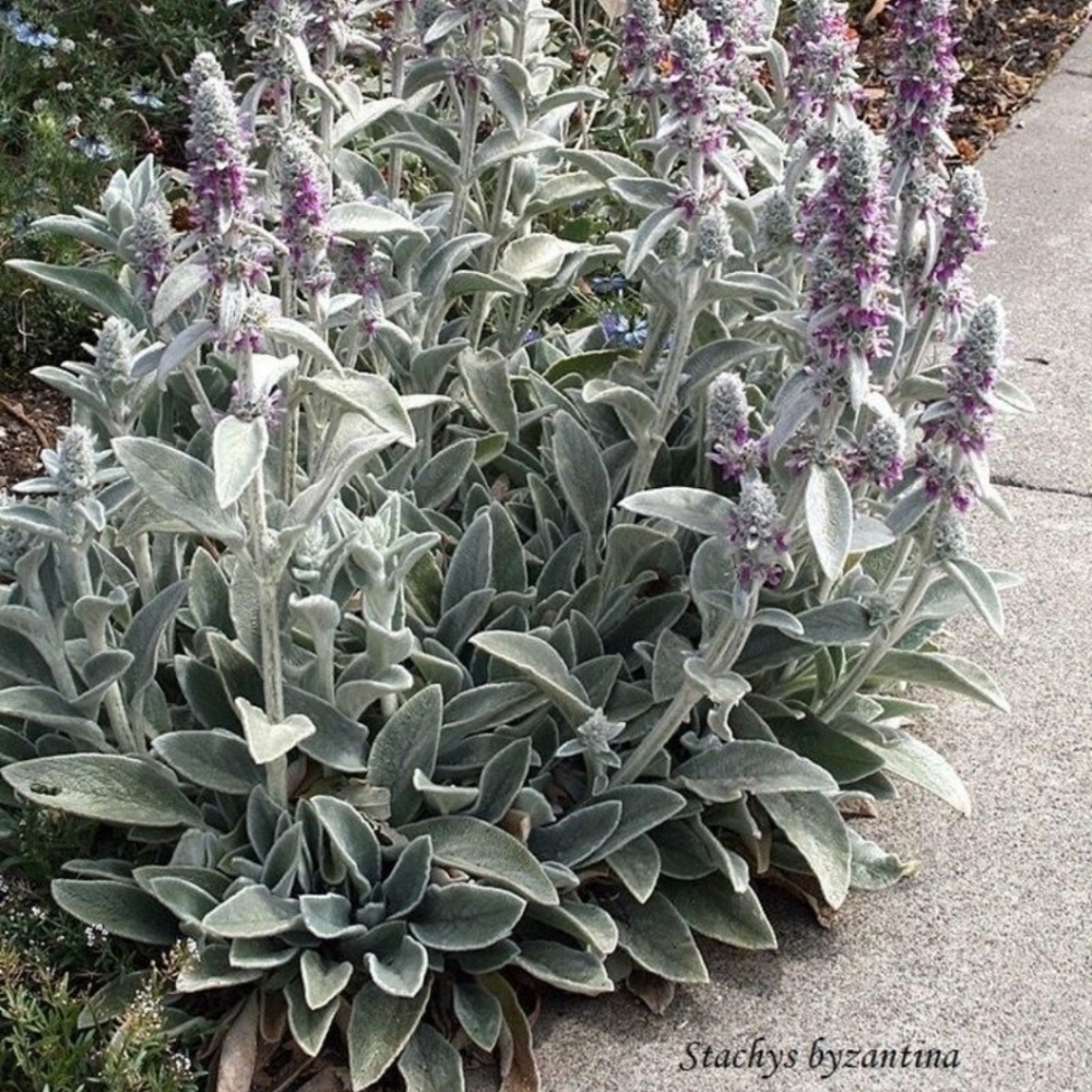 Lambs Ear Plants 4 for $20